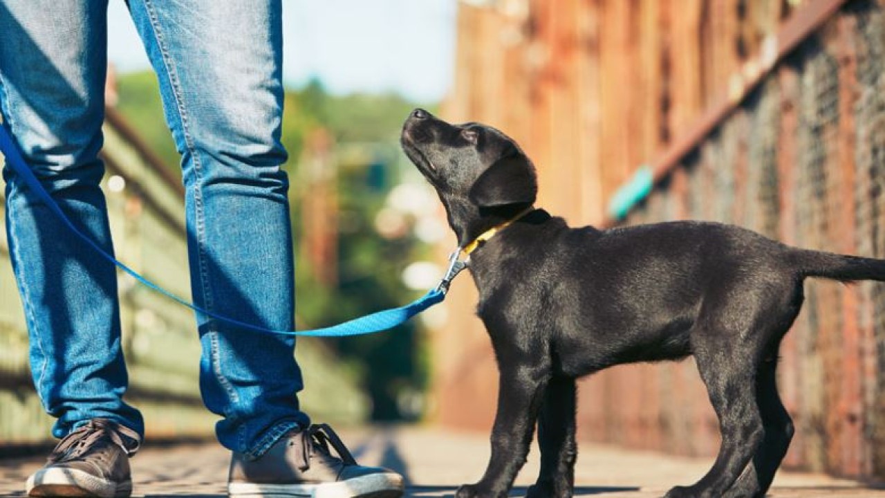 Pemilik ajing di Kosel siap-siap kena denda. (Net)