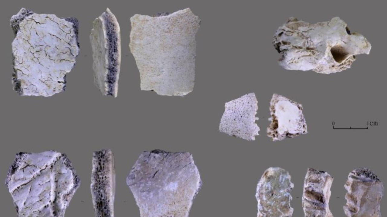 Fosil tengkorak manusia yang digali dari situs gua di Lushan, Provinsi Henan, China tengah. (Xinhua News)