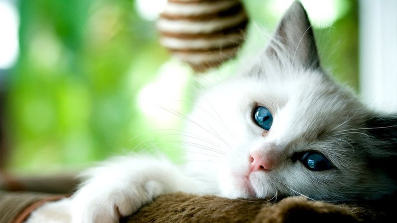 Ilustrasi kucing. (BBC)