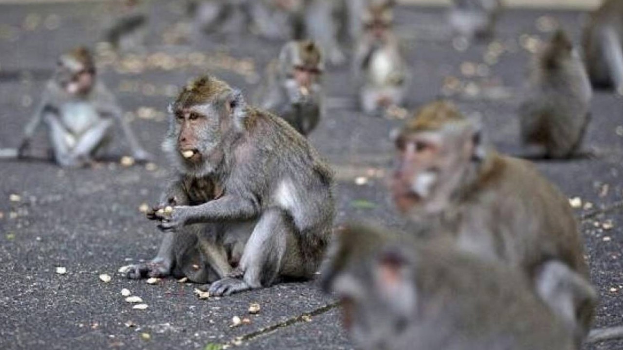 Ilustrasi kawanan monyet. (Istimewa)