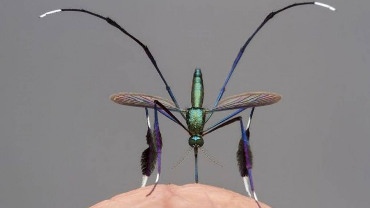 Sabethes jadi nyamuk paling cantik di dunia. (Gil Wizen/WPY)
