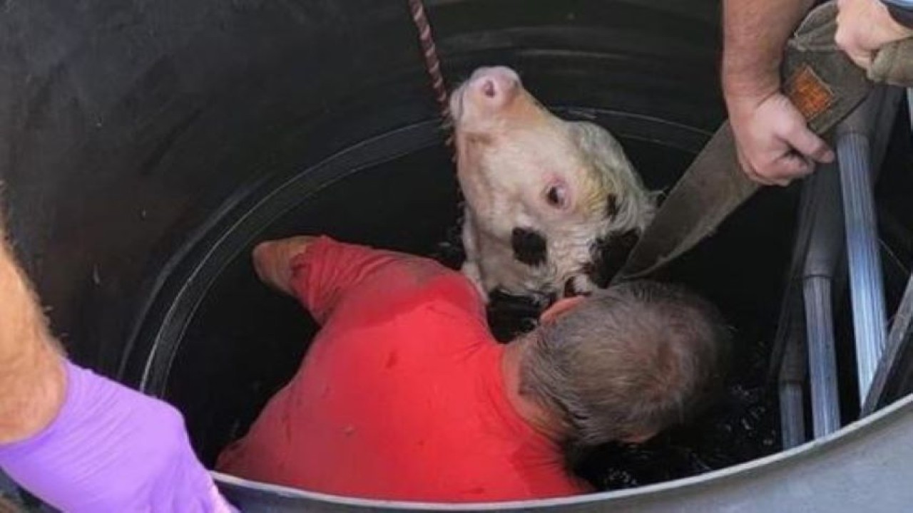 Anak sapi tercebur ke sumur sedalam 6 meter. (Tangkapan layar))