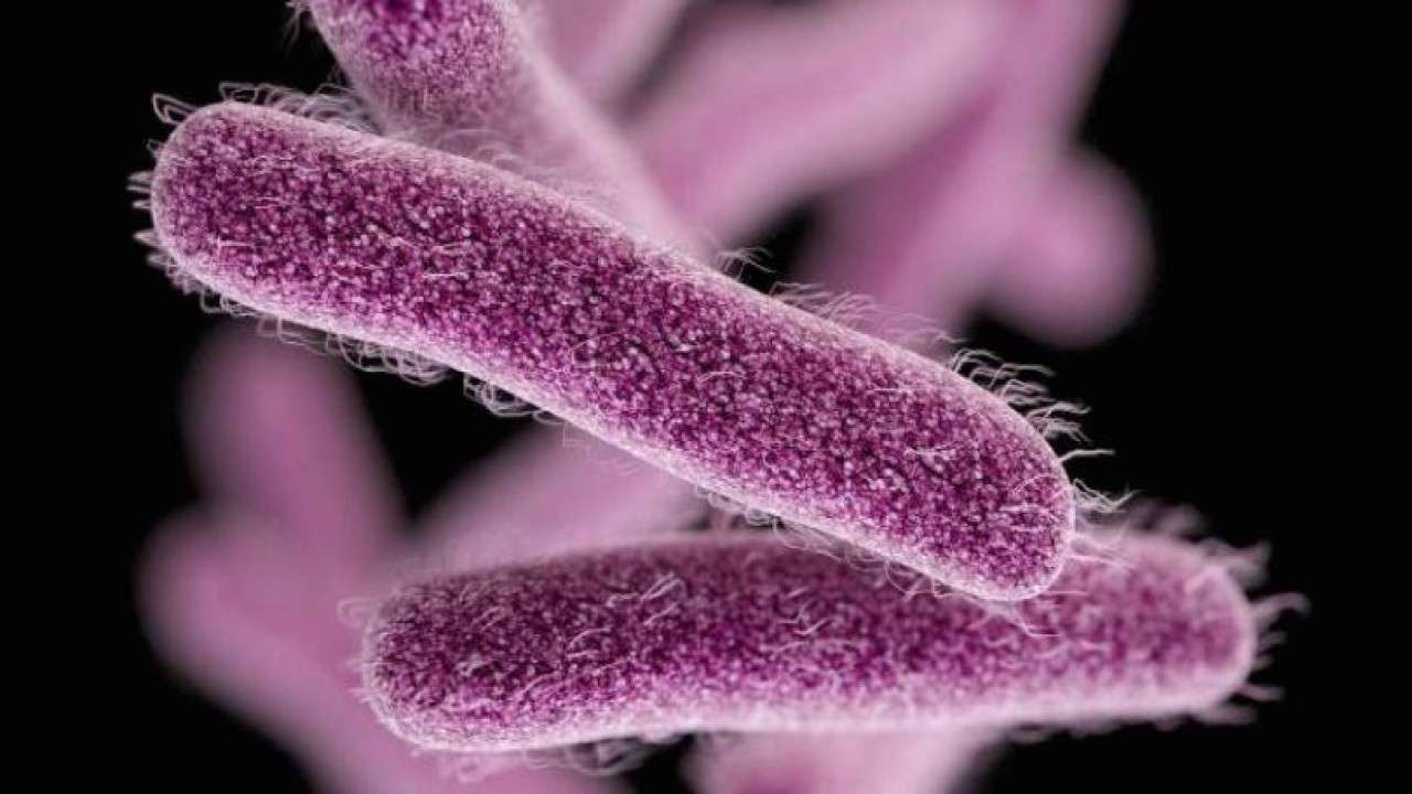 Bakteri Shigella. (Net)