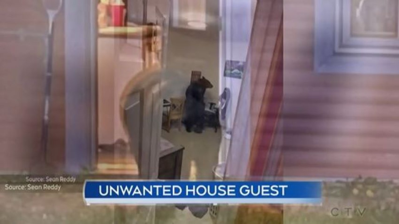 Beruang nyelonong masuk ke rumah warga. (Tangkapan layar)