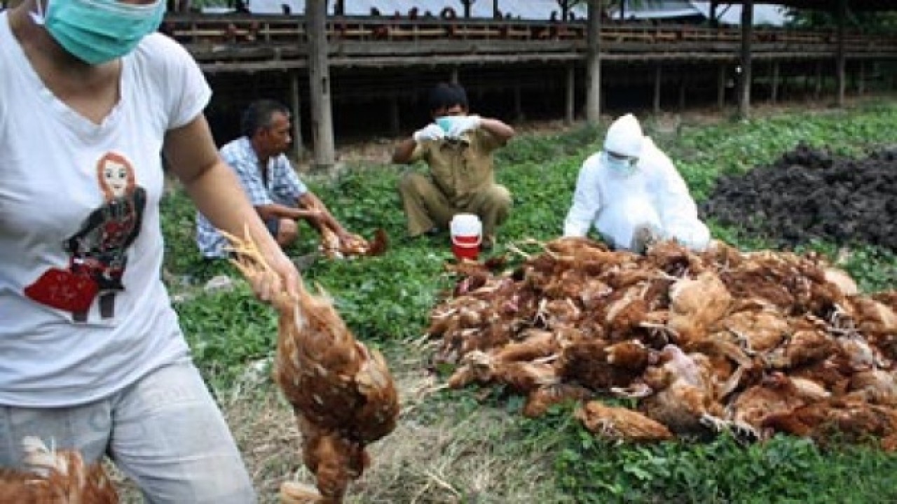 Ilustrasi wabah flu burung. (Net)