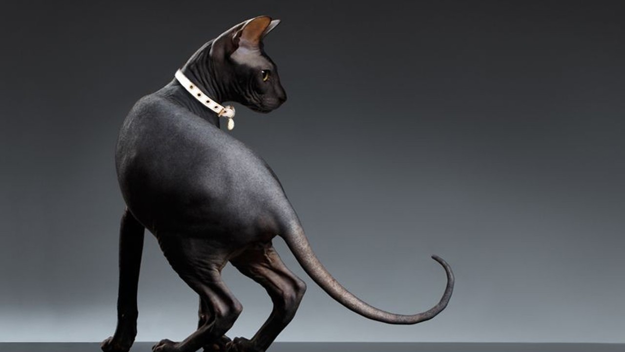 Ilustrasi, kucing (cloudfront.net)