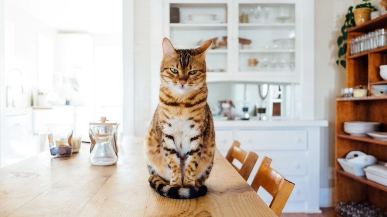 Ekspresi kucing marah. (Paul Hanaoka)