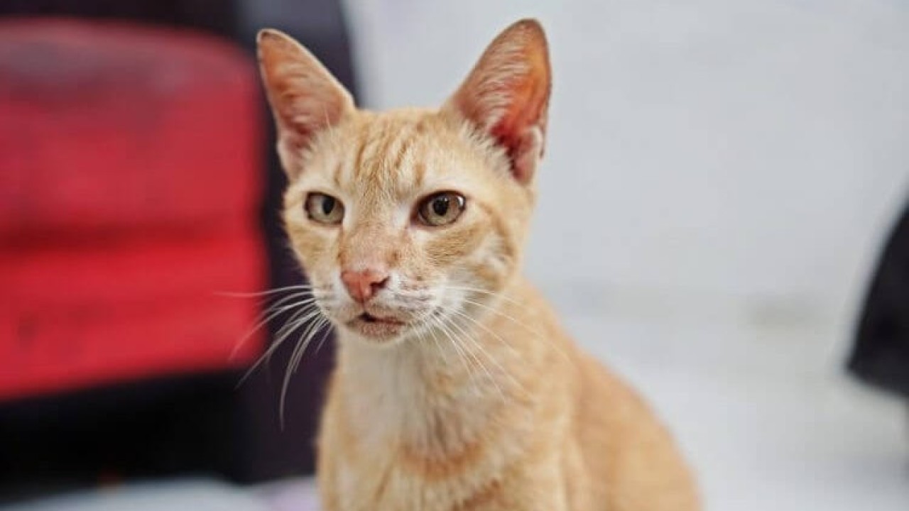 Ilustrasi anak kucing. (Net)