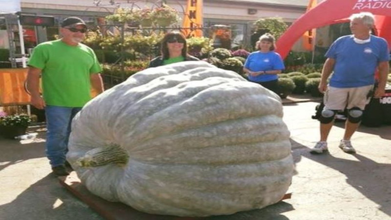 Labu hijau seberat 981,5 kg berhasil memecahkan rekor dunia. (UPI)