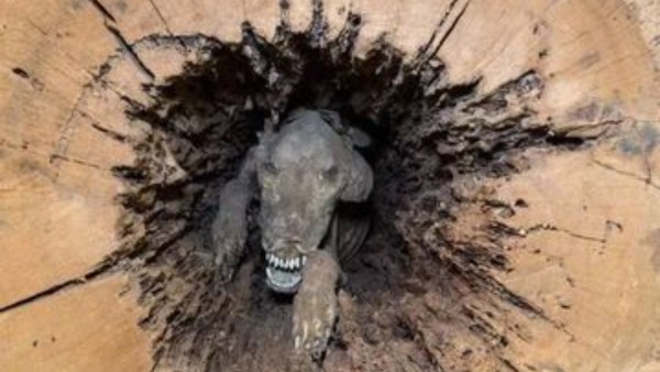 Mumi anjing terjerat pohon (net)-1634957600