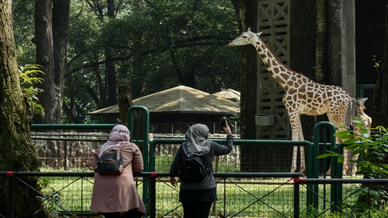 Pengunjung Taman Margasatwa Ragunan Jakarta sedang melihat jerapah/ist