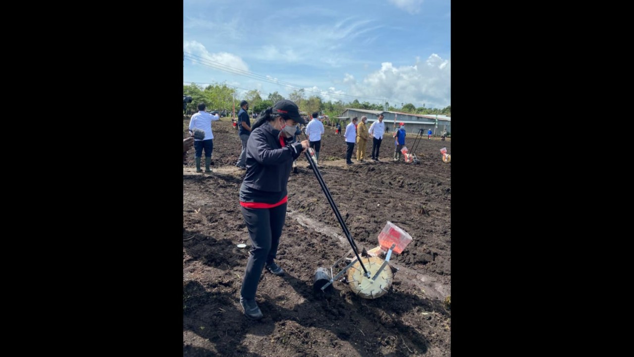 Puan saat hendak menanam jagung.