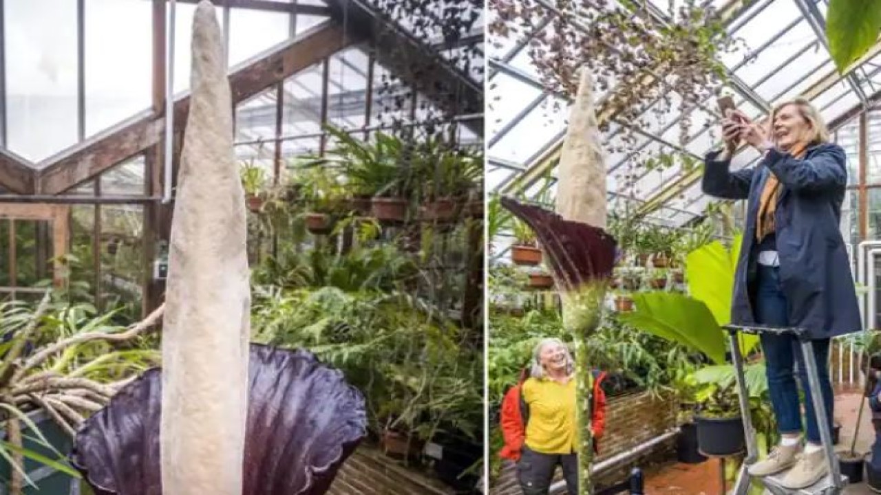 Tanaman penis terkenal di Belanda karena baru mekar setelah 25 tahun. (India.com)