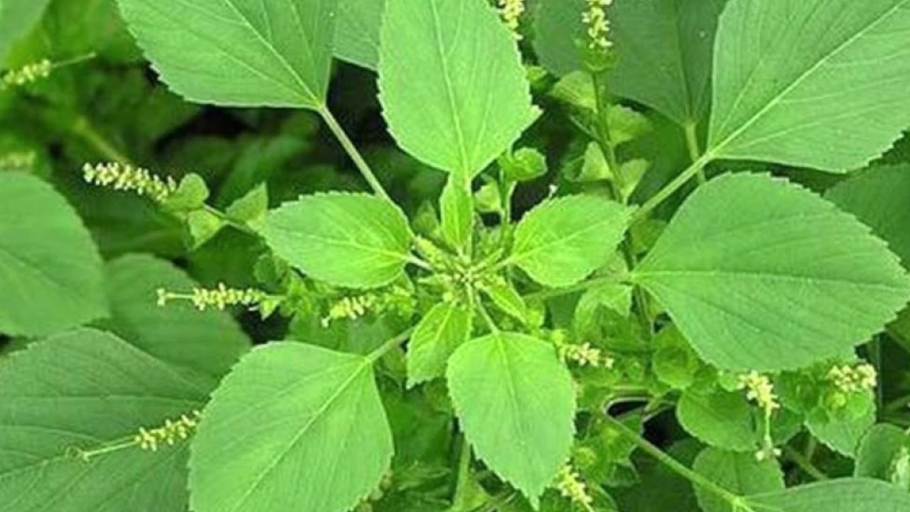 Tumbuhan Anting-anting (youtube.com)