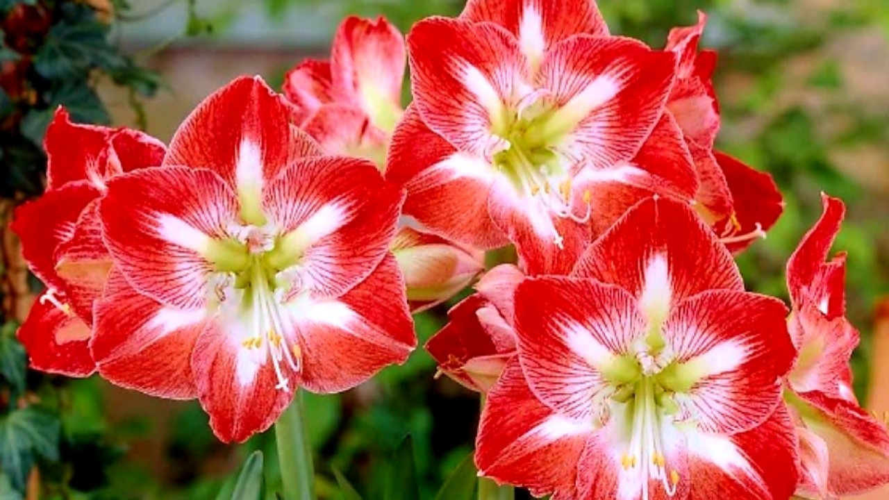 Bunga Amarilis (net)