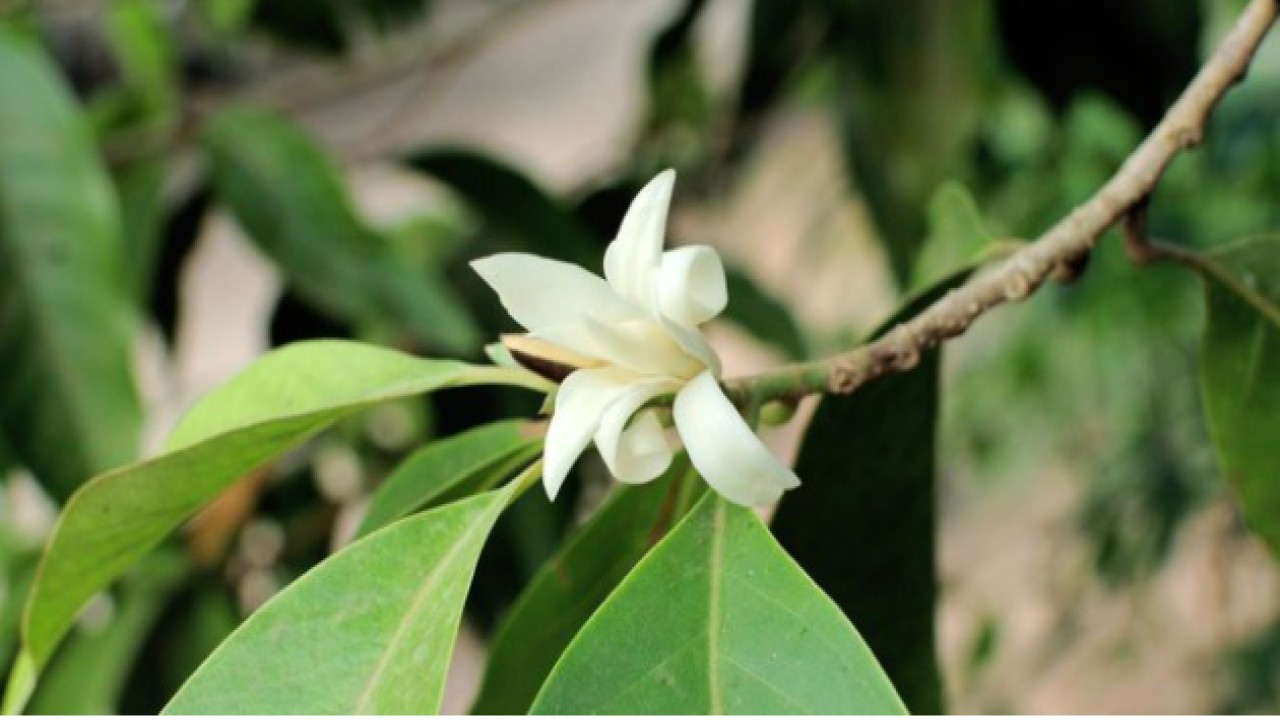 Bunga yang konon disukai wanginya sama kuntilanak. (net)