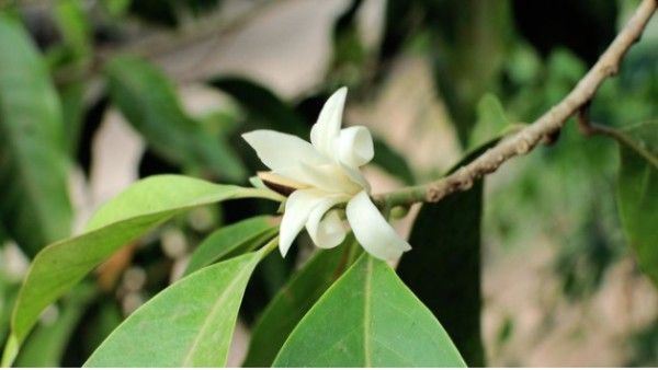 Bunga yang konon disukai wanginya sama kuntilanak. (net)-1635756215