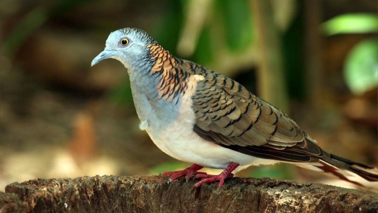 Burung Perkutut. (Istimewa)