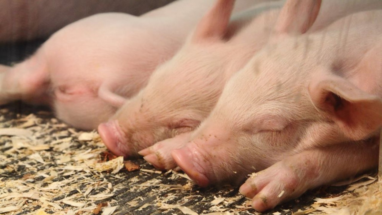 Ilustrasi. (Istimewa)