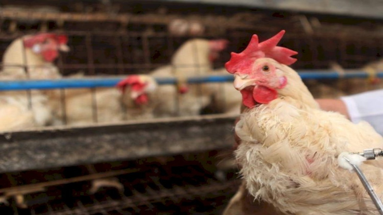 Ilustrasi flu burung. (Istimewa)