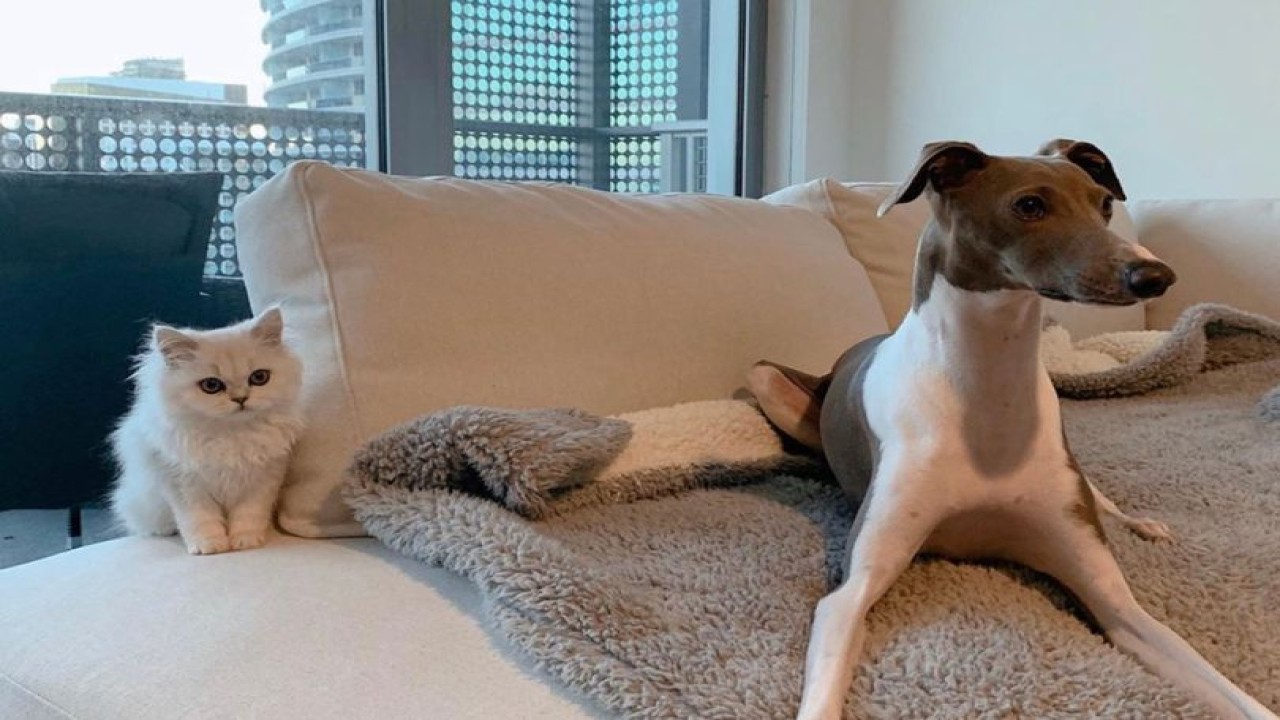 Hewan peliharaan milik Camila Elle. (Daily Star)