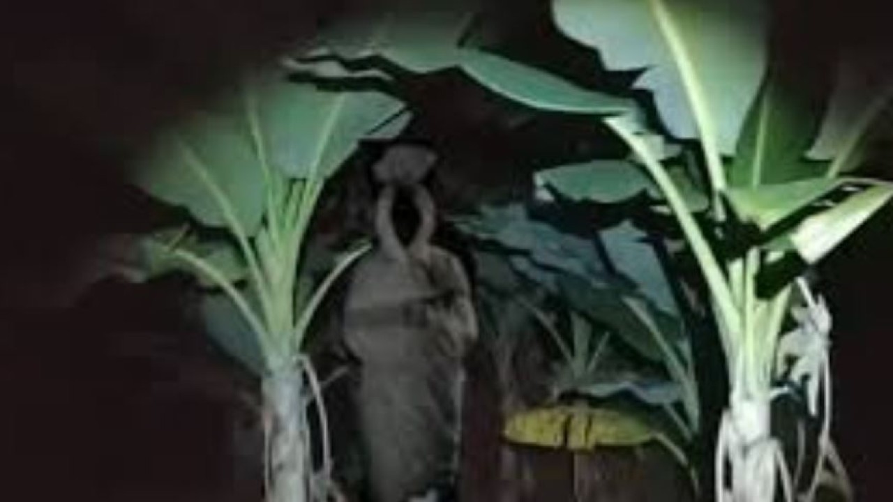 Ilustrasi pohon pisang dihuni pocong. (net)