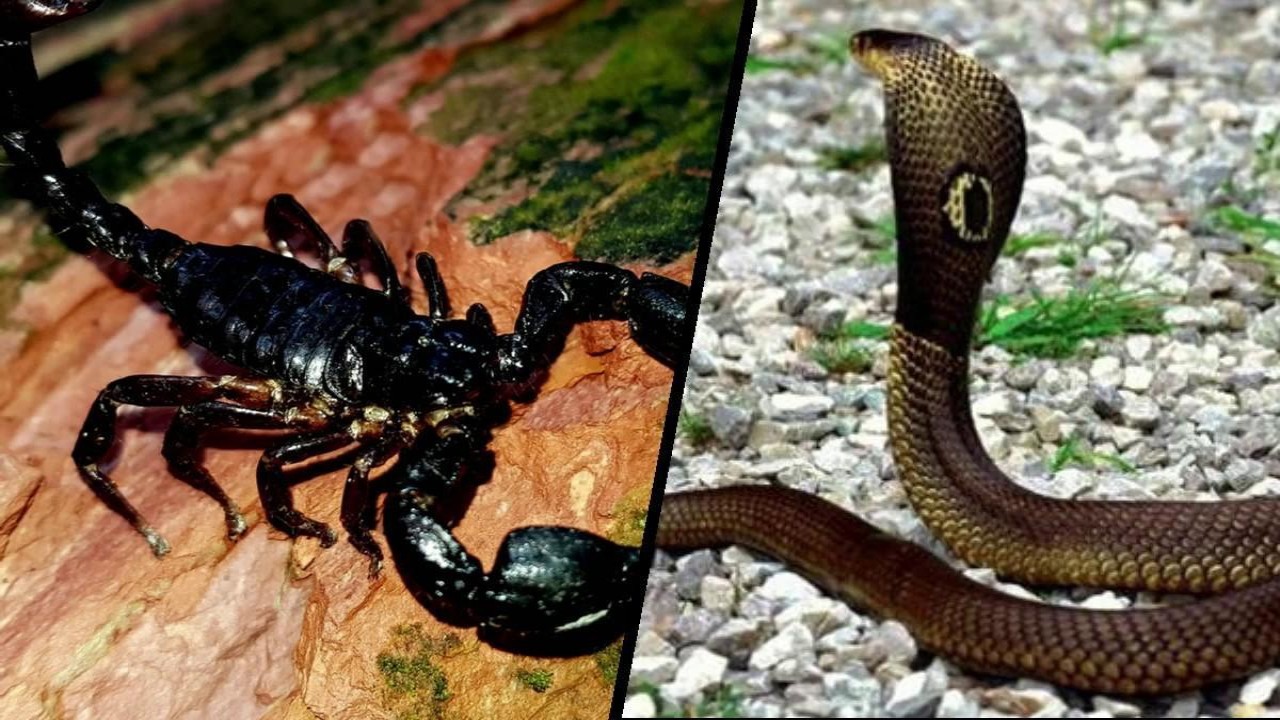 Ilustrasi Kalajengking dan Ular (mediadakwah.id)