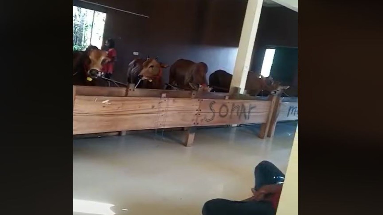 Kandang sapi mewah. (Tangkapan layar TikTok @ @adinda_nh_)