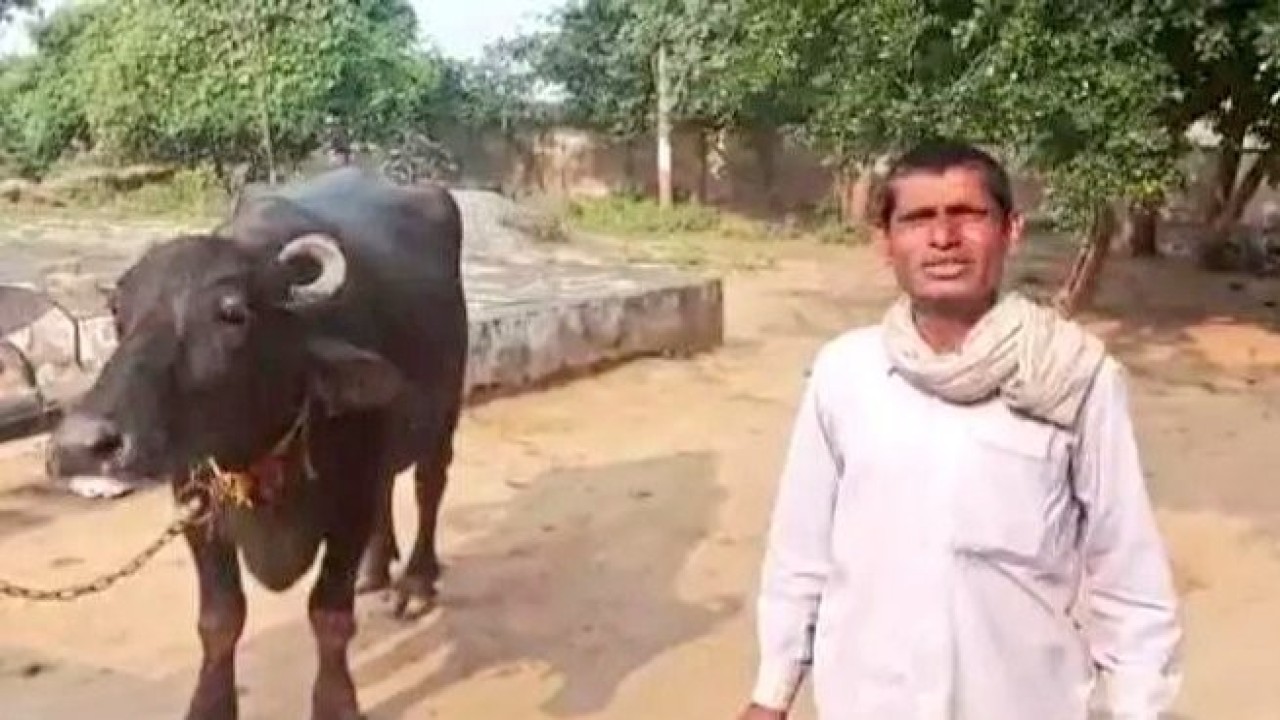 Petani melapor ke polisi gegara kerbaunya menolak diperah. (Twitter)