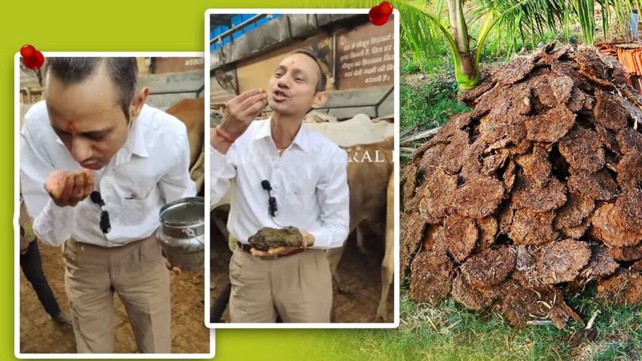 Dr Manoj Mittal memakan kotoran sapi. (India Express)