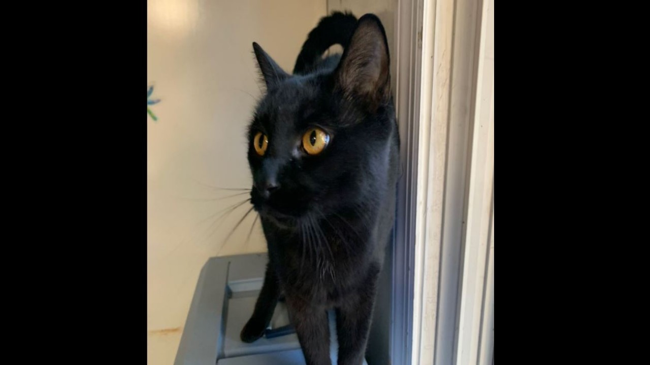 Kucing hilang ditemukan melalui microchip. (UPI)