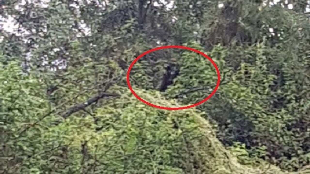 Sosok hitam manusia berkepala anjing. (Istimewa)