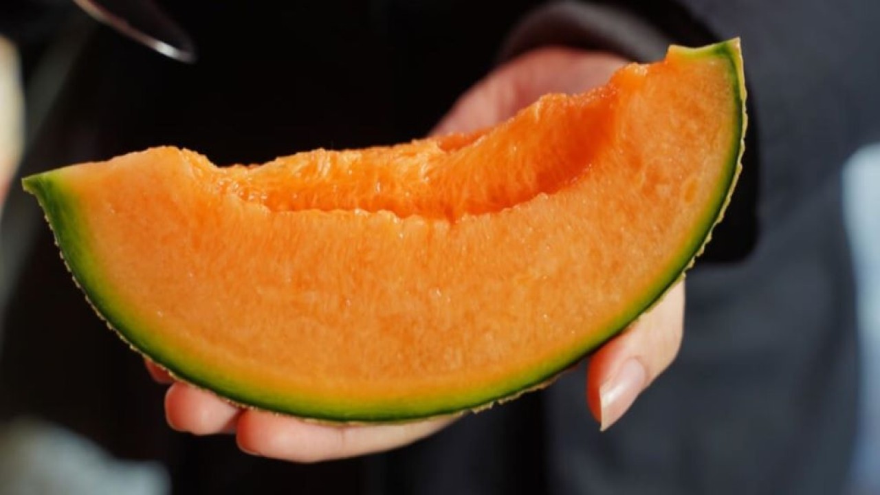 Melon Yubari King. (Istimewa)