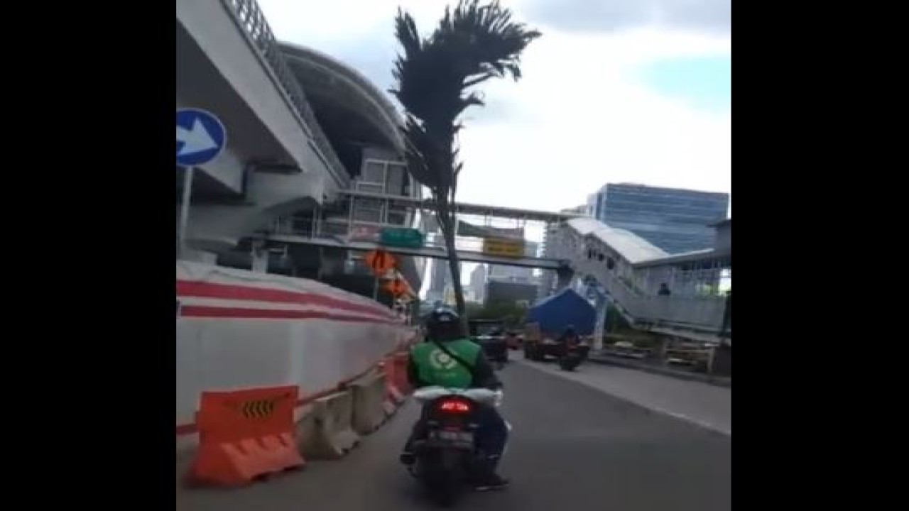 Ojek online bawa orderan pohon palem. (Tangkapan layar Twitter @GarasiKomedi)