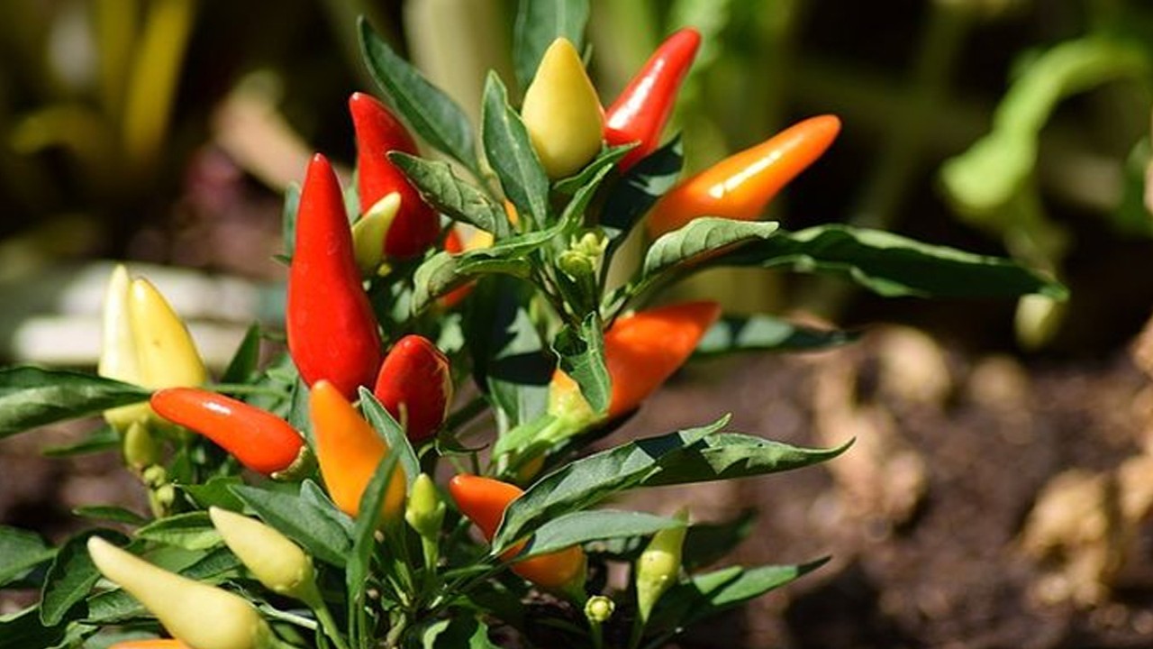 Pohon Cabai (sajiansedap.grid.id)