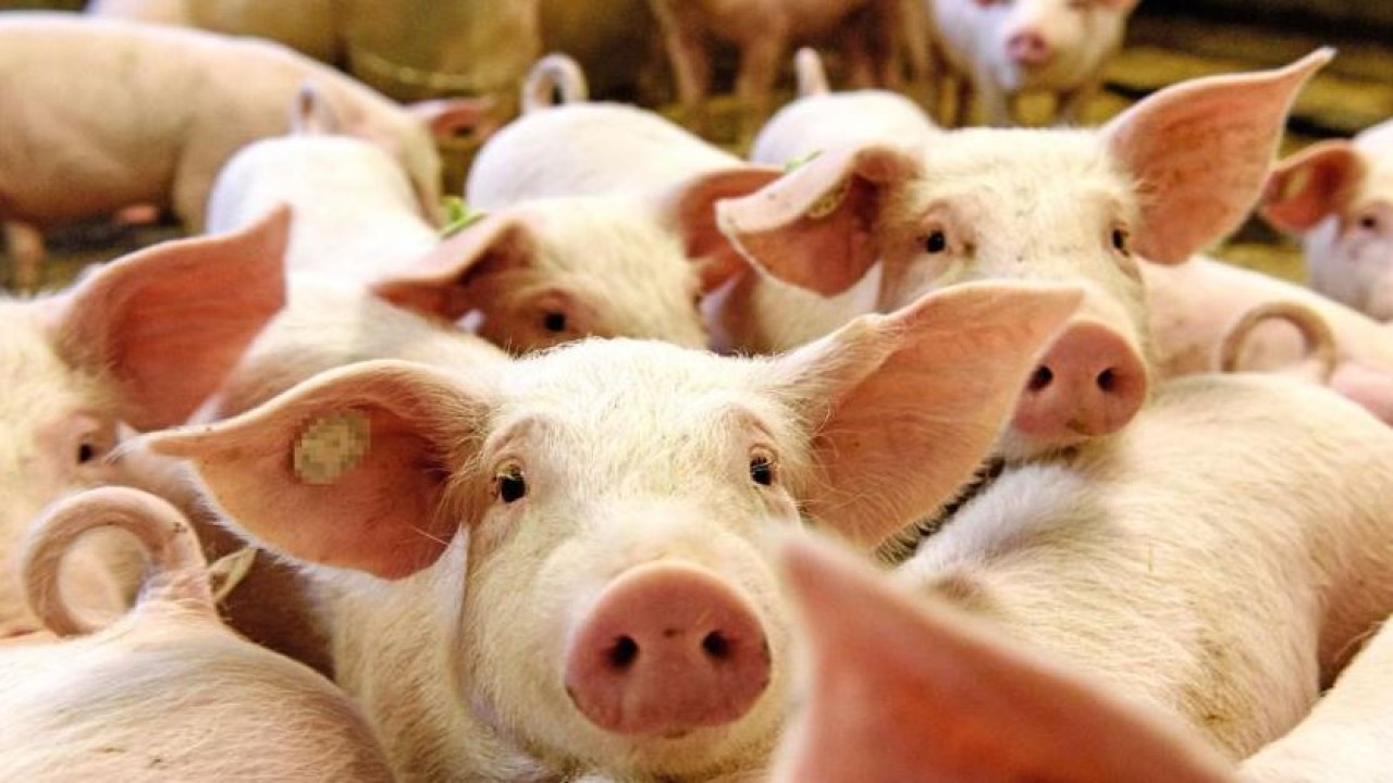 Ilustrasi demam babi Afrika. (Istimewa)