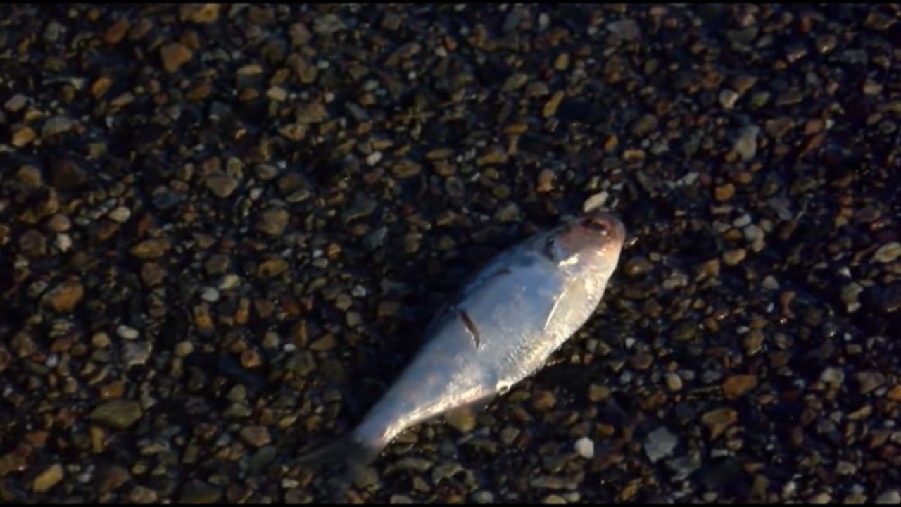 Fenomena langka yang menyebabkan ikan jatuh dari langit di kota Texas. (Tangkapan layar via UPI)