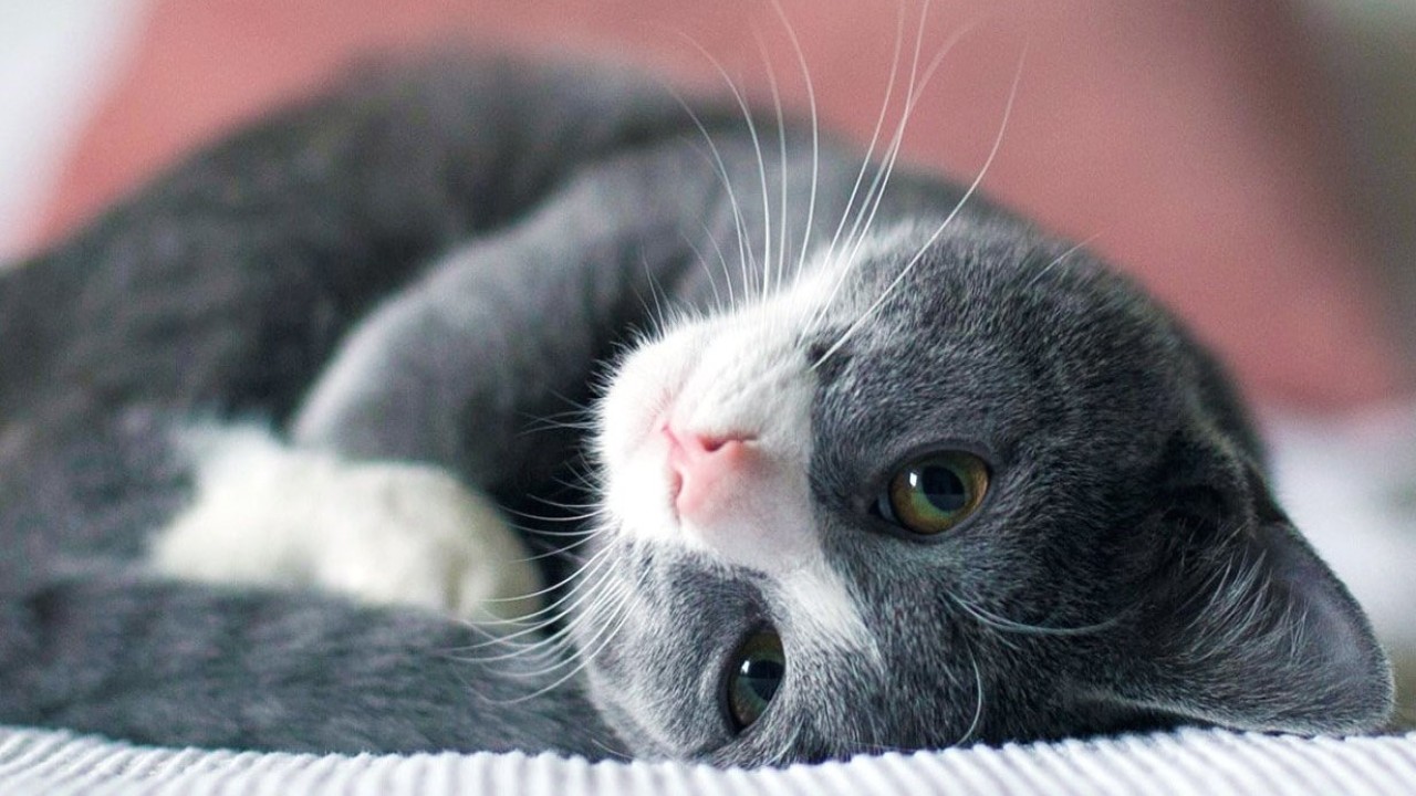 Ilustrasi kucing. (Istimewa)