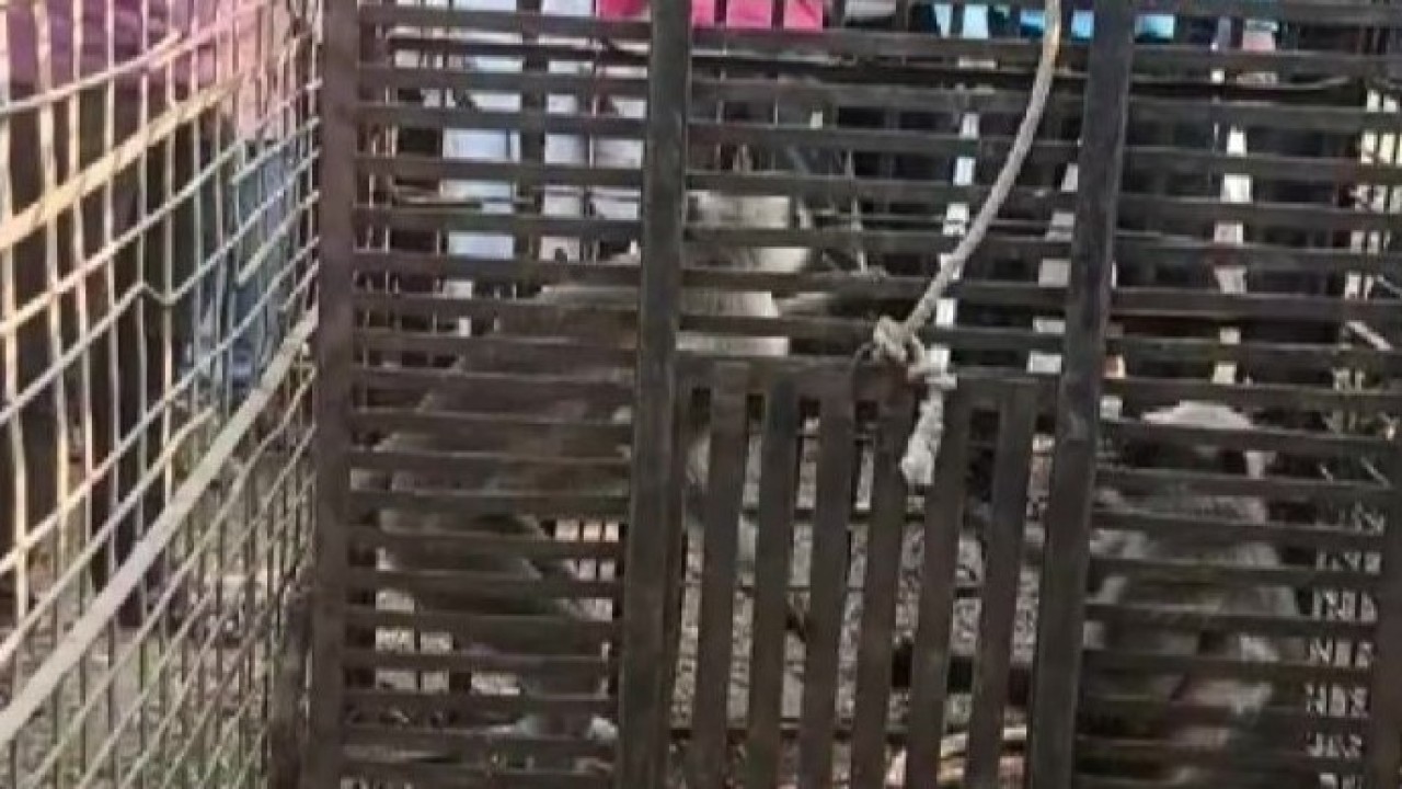 Dua monyet yang ditangkap akan dilepasliarkan di hutan. (ANI via India Today)