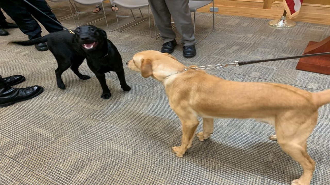 Anjing ini bisa mendeteksi penderita Covid-19. (Twitter @BristolSheriff)