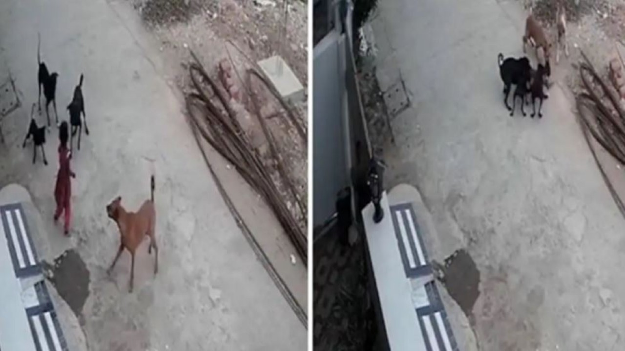 Bocah perempuan diserang sekawanan anjing liar. (UPI)