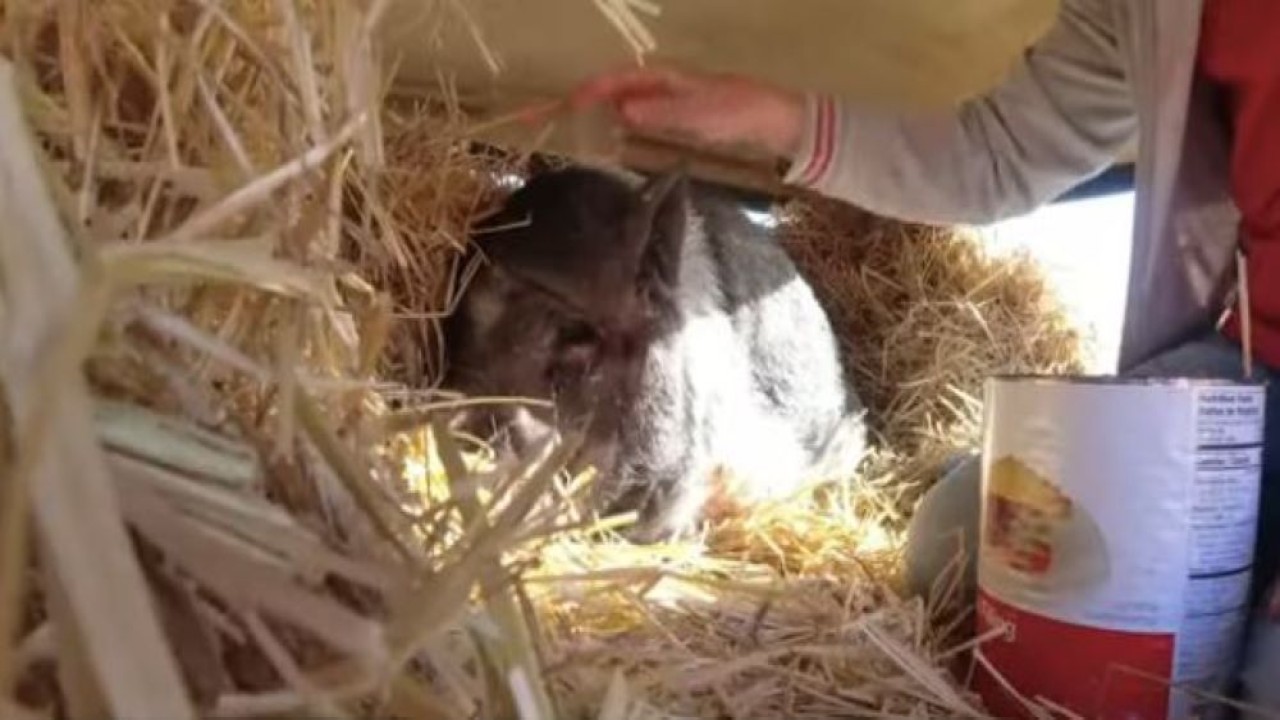 Babi peliharaan ini mencapai usia 24 tahun. (Tangkapan layar/UPI)