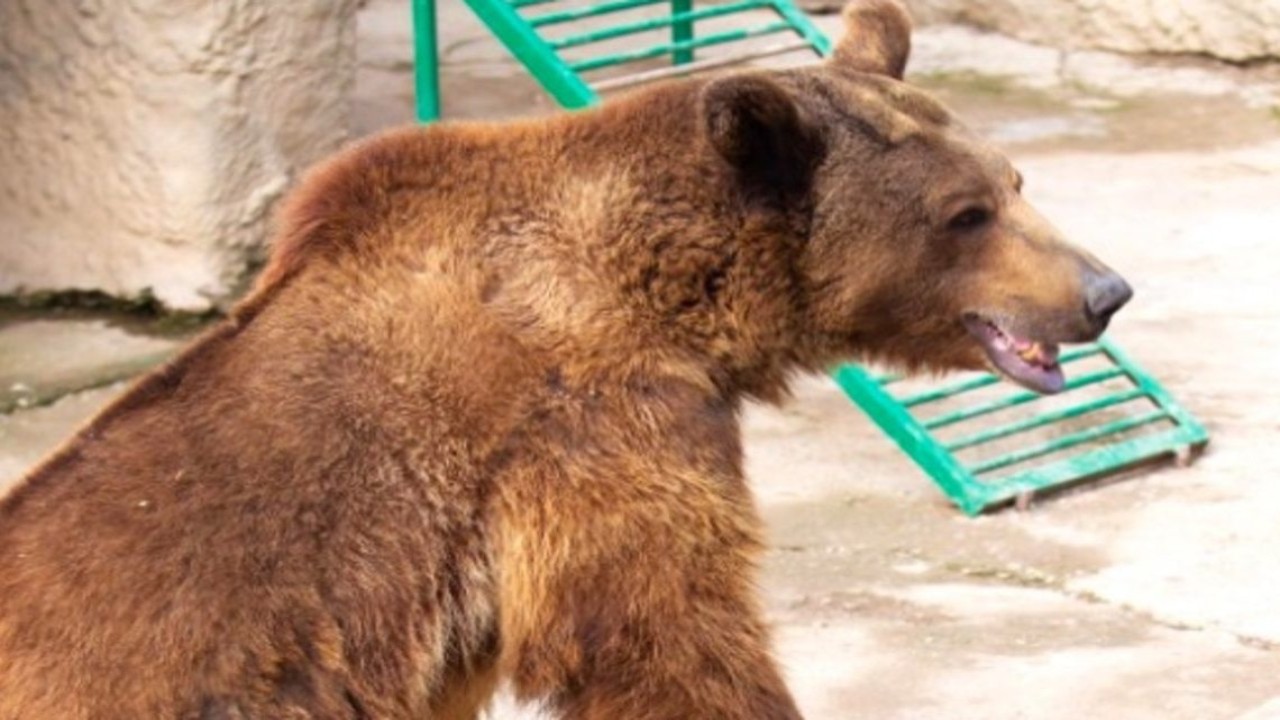 Beruang di kebun binatang Uzbekistan/ist