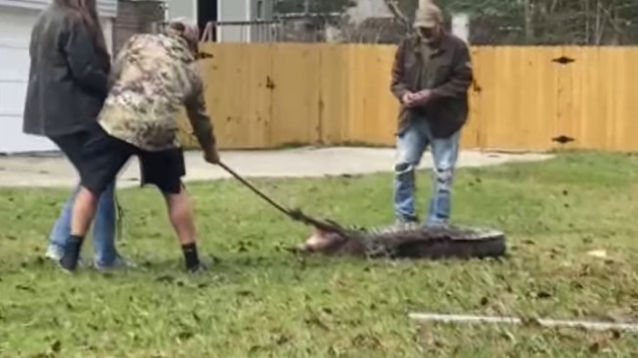 Sejumlah pria menangkap buaya. (UPI)