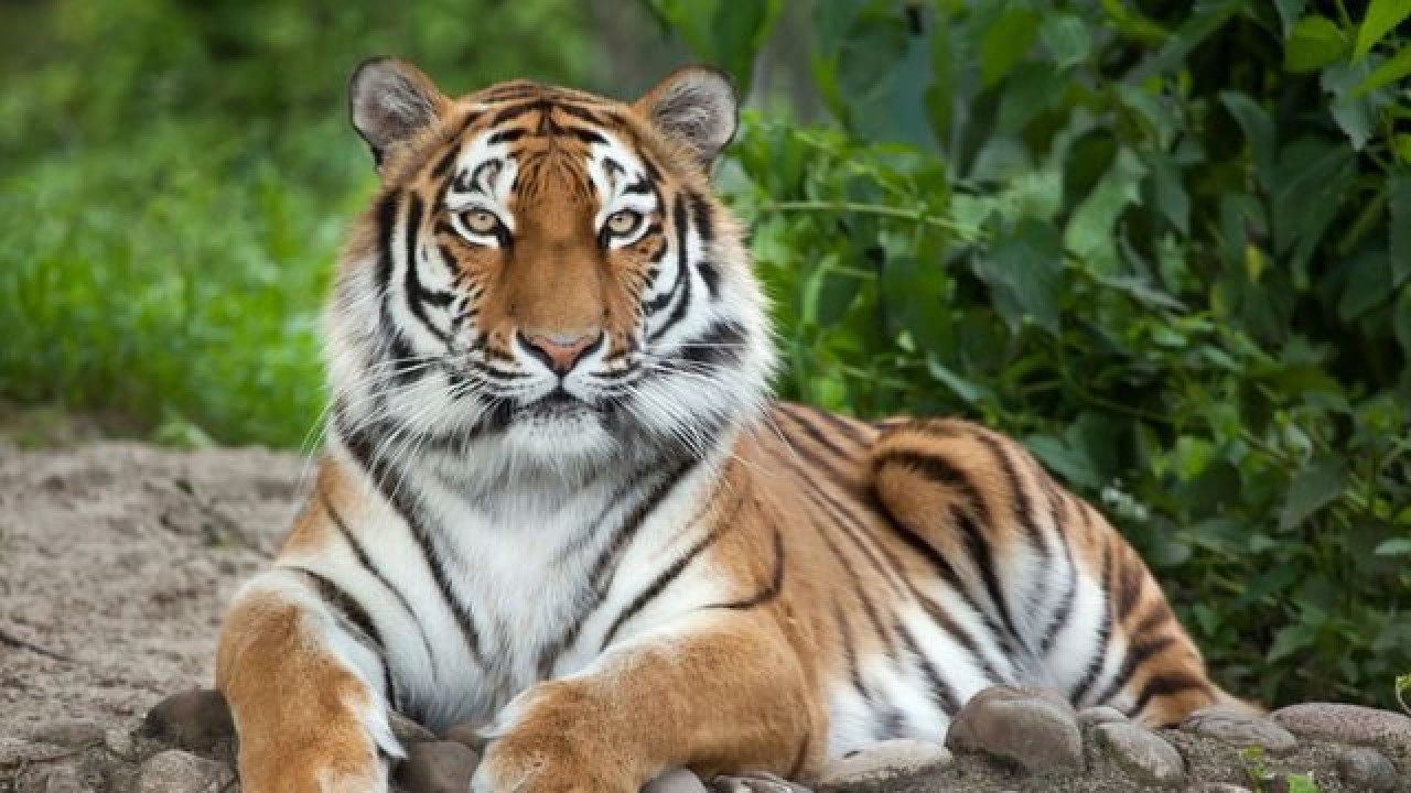 Ilustrasi harimau. (Net)