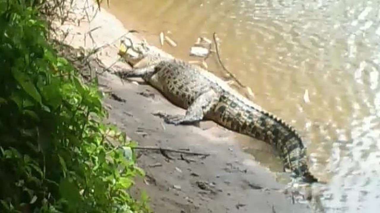 Ilustrasi buaya. (Net)