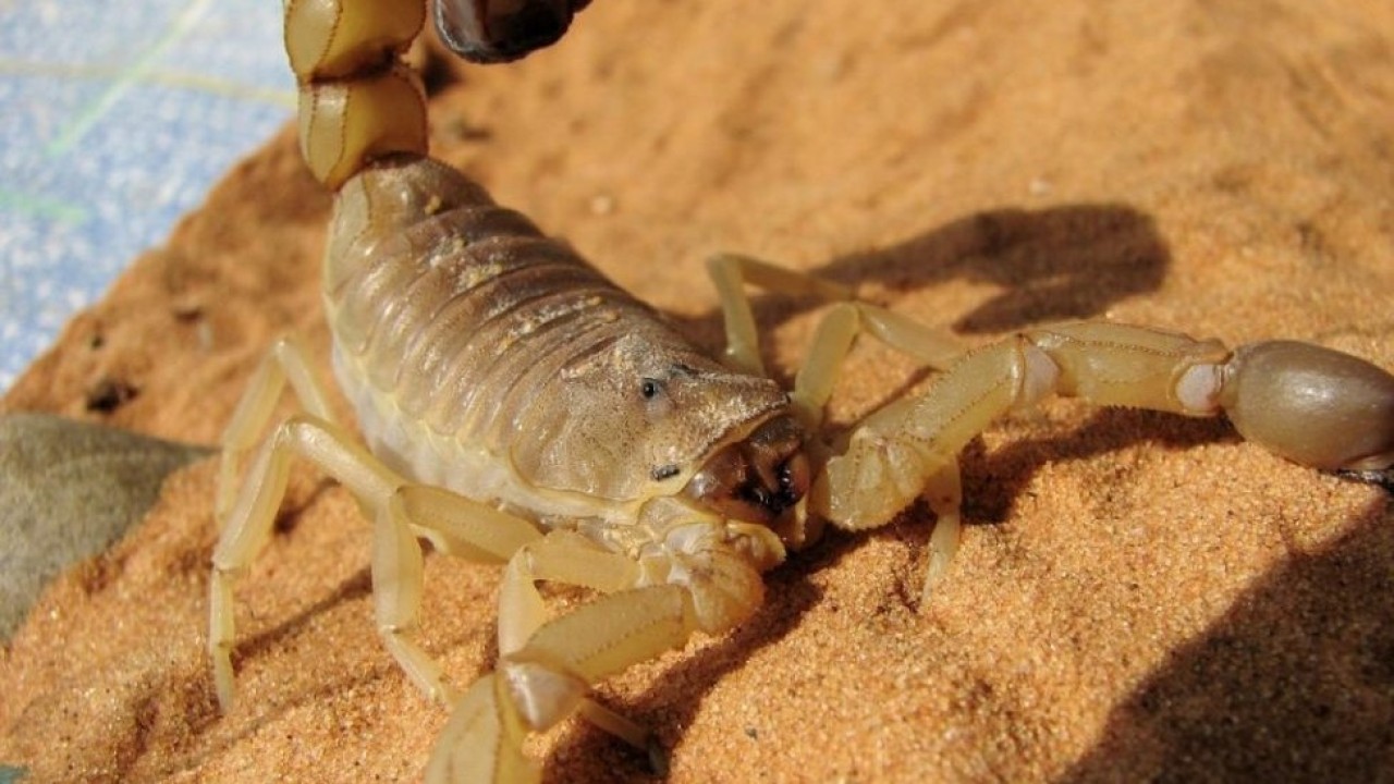 Ilustrasi kalajengking. (UPI)