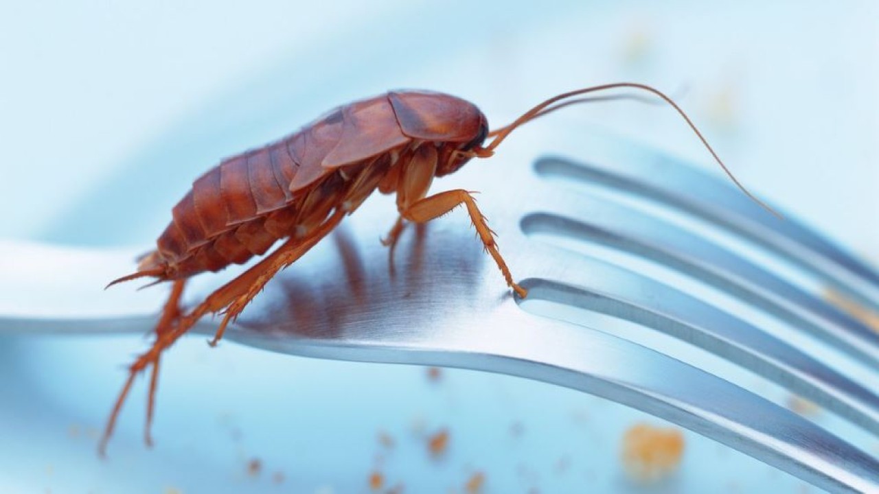 Ilustrasi kecoa. (Net)