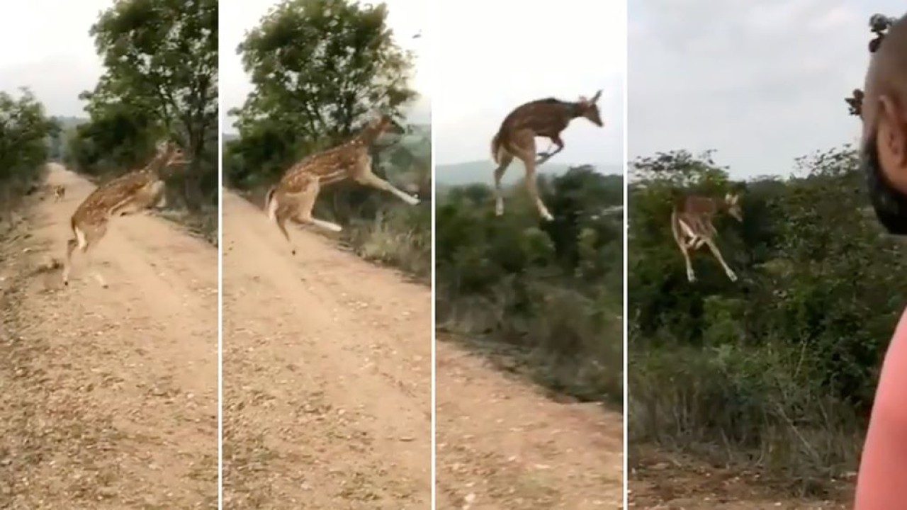 Rusa terbang tinggi ketika melintasi jalan tanah di India. (New York Post)
