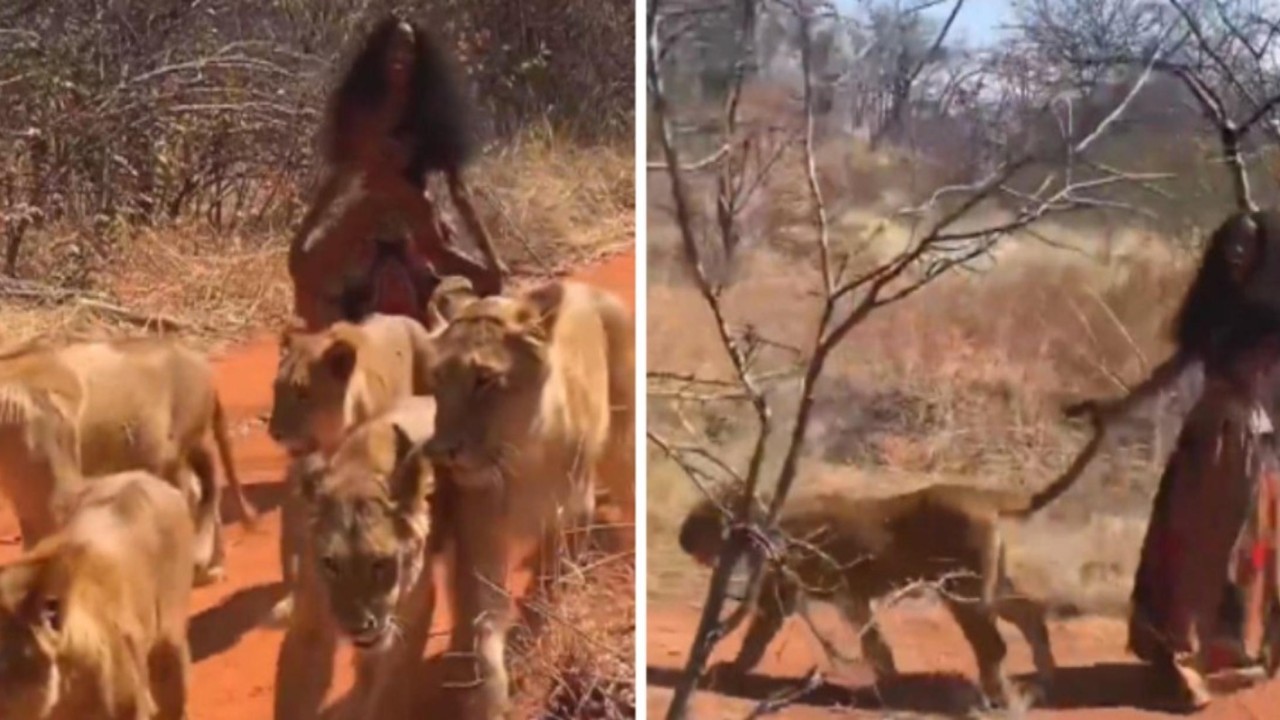 Wanita berjalan dengan enam singa. (India Times)